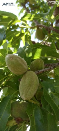 ard-aaal-kmh-gbl-grsh-sof-alshlat-3500-mtr-koshan-mstkl-mokaa-mmyz-khdmat-aaalyh-mtlh-big-0