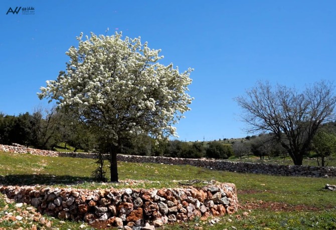 ard-mfrozh-llbyaa-big-2