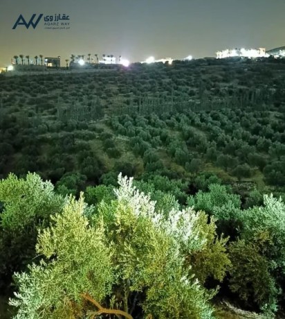 mzraa-llbyaa-20-donm-bhanbaa-khas-shrk-grsh-big-3