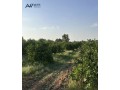 mzraa-ashgar-hmdyat-mthmr-tgaryh-llbyaa-small-1