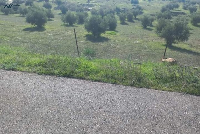 3donm-onsf-mnyfh-1kylo-aan-aotsrad-alzrkaaa-blaama-arbd-arhab-big-1