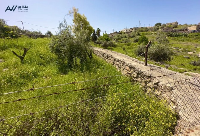 mzraa-2782-mtr-grsh-alrhmany-mokaa-mshrf-mkabl-mrkz-forst-hyl-llfrosy-big-1