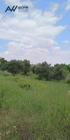 2-donm-koshan-mstkl-khlf-gamaah-aaglon-alotynh-koshan-mstkl-mokaa-mmyz-gda-big-0