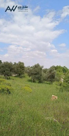 2-donm-koshan-mstkl-khlf-gamaah-aaglon-alotynh-koshan-mstkl-mokaa-mmyz-gda-big-1