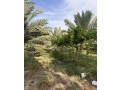 mzraa-nkhyl-o-aaanab-baamr-st-snoat-small-0
