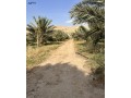 mzraa-nkhyl-o-aaanab-baamr-st-snoat-small-3