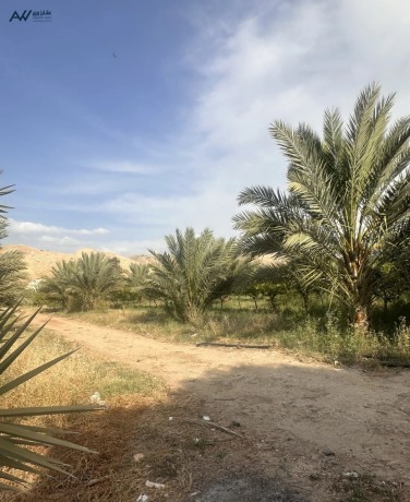 mzraa-nkhyl-o-aaanab-baamr-st-snoat-big-2