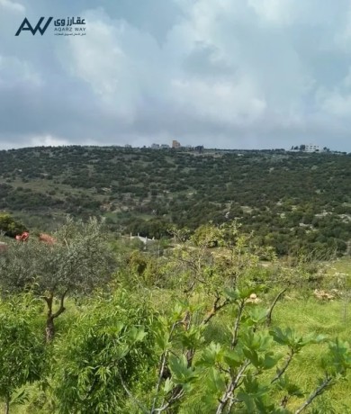 shkh-mfroshh-llaygar-fy-mthlth-ashtfyna-krb-mntgaa-slm-alsyahy-big-1