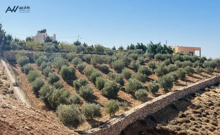 mzraa-mtlh-aal-alaghoar-ogbal-flstyn-big-3