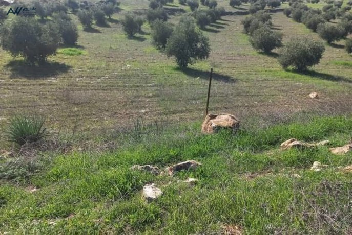 3donm-onsf-mnyfh-1kylo-aan-aotsrad-alzrkaaa-blaama-arbd-arhab-big-1