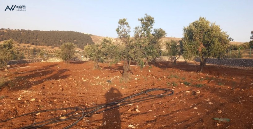 mzraa-zyton-sharaa-alardn-ard-zraaay-mntk-alkmsh-big-0