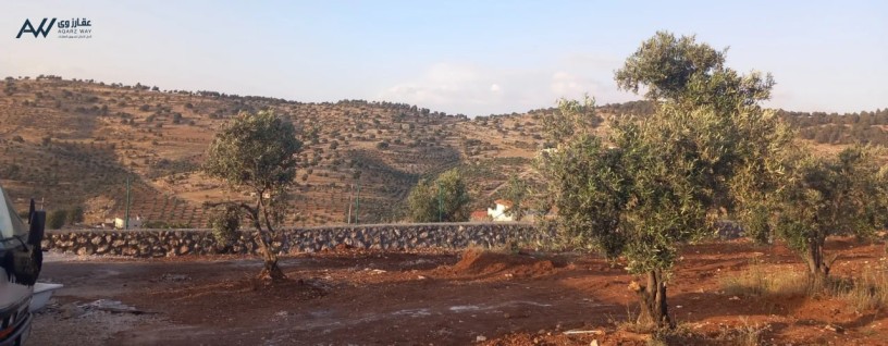 mzraa-zyton-sharaa-alardn-ard-zraaay-mntk-alkmsh-big-4