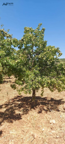 mzraa-nmothgy-omntg-tgarya-fy-agml-moakaa-aaglon-big-2