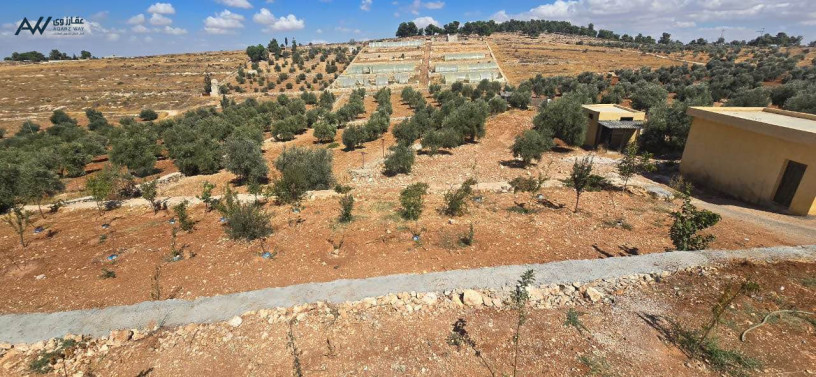 mzraa-llbyaa-fy-grsh-gba-big-3