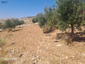 llbyaa-ktaa-ard-mmyz-bmsah-900-mtr-mshgr-small-4