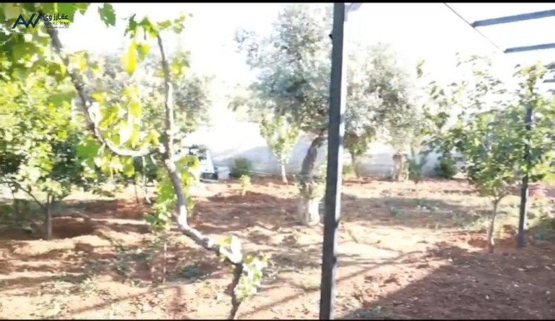 shalyh-gmyl-gda-llbyaa-fy-byrynalaaalok-big-3