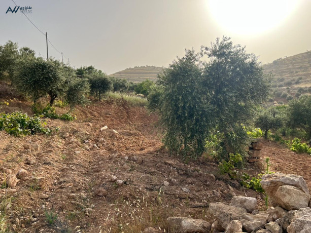 mzraa-llbyaa-fy-grsh-arady-sof-big-2