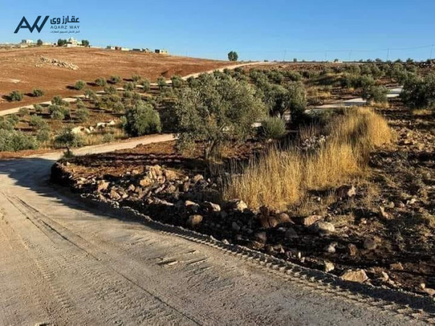 frs-astthmary-mmyz-fy-mshroaa-shrk-grsh-big-0