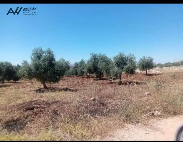 ktaa-arad-llbyaa-mn-almalk-mbashr-big-1