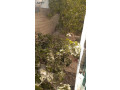 byt-mstkl-llbyaa-fy-marka-alshmaly-small-0