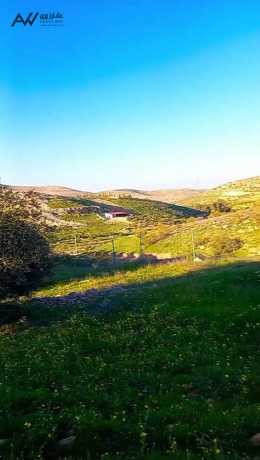 frs-astthmary-mmyz-fy-arady-byryn-big-0