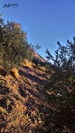 frs-astthmary-mmyz-fy-arady-byryn-big-1