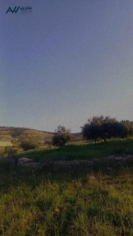 frs-astthmary-mmyz-fy-arady-byryn-big-2