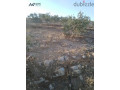 mzraa-llbyaa-fy-blaama-small-0