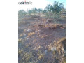mzraa-llbyaa-fy-blaama-small-1