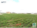 arad-llbyaa-fy-klb-aaman-loaaa-naaaor-am-albsatyn-small-2