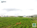 arad-llbyaa-fy-klb-aaman-loaaa-naaaor-am-albsatyn-small-3