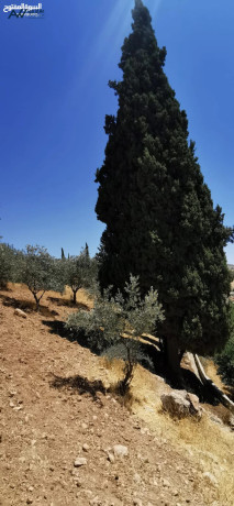 llbyaa-mstaagl-obsaar-mghry-gda-grsh-alnby-hod-big-1