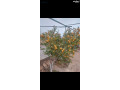 mzraa-llbyaa-5030-m-naaaor-almshkr-ghrb-algamaa-alalmany-mtl-aal-flstyn-mmkn-kbol-syar-hdyth-mn-althmn-small-0