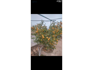 مزرعة للبيع 5030 م ناعور المشقر غرب الجامعة الألمانية مطلة على فلسطين ممكن قبول سيارة حديثة من الثمن