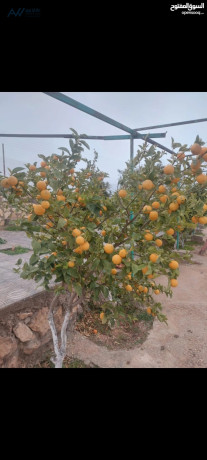 mzraa-llbyaa-5030-m-naaaor-almshkr-ghrb-algamaa-alalmany-mtl-aal-flstyn-mmkn-kbol-syar-hdyth-mn-althmn-big-0