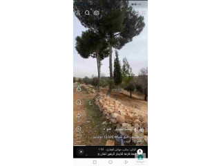مزرعة زيتون للبيع مساحة 17.500 دونم من أراضي عجلون صخره  يوجد فيها 400زيتونه معمر مع بئر ماء  واصلها