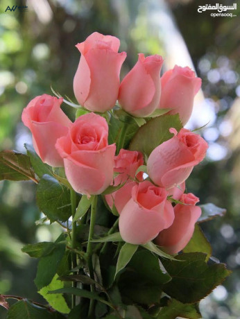 ard-llbyaa-fy-albnyat-big-0