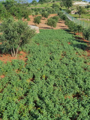 ard-llbyaa-fy-alslt-alsbyhy-atlalh-ghrbyh-mmyzh-gda-big-0