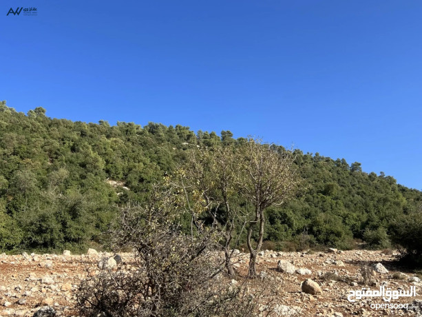 ard-msahtha-1800-mtr-dakhl-ghab-aaglon-big-1