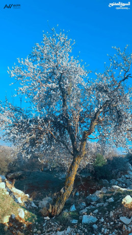 ktaa-ard-llbyaa-that-atlalh-khlab-mstslhh-bsaar-mghry-big-2