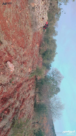 ras-mnyf-2-donm-o-ns-koshan-mstkl-mstslhh-rakyh-mn-almalk-mbashrh-bsaar-mmyz-big-2