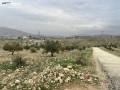 ard-3400m2-llbyaa-srot-hod-hdd-mshgr-zyton-bsaar-mmyz-mn-almalk-mbashr-small-1