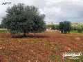 mzraah-mshgrh-shlh-mstoyh-okhsbh-mntgh-msahtha-4-donmat-akl-saar-balmntkh-mntkh-mzaraa-shalyhat-small-2