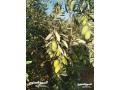 mzraah-mshgrh-shlh-mstoyh-okhsbh-mntgh-msahtha-4-donmat-akl-saar-balmntkh-mntkh-mzaraa-shalyhat-small-1