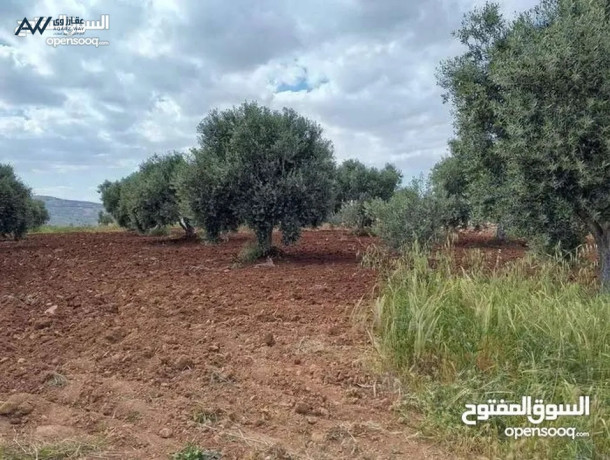 mzraah-mshgrh-shlh-mstoyh-okhsbh-mntgh-msahtha-4-donmat-akl-saar-balmntkh-mntkh-mzaraa-shalyhat-big-0