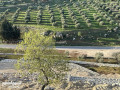 ard-mmyz-llbyaa-fy-byryn-srot-3400m2-byn-ahrash-alblot-tbaad-aan-sharaa-alardn-10-dkayk-small-2