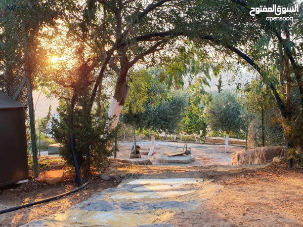 fyla-ryfy-fakhr-omzraa-antagy-batlal-banoramy-khlab-aal-gbal-grsh-oaaglon-frs-thhby-llbahthyn-big-1