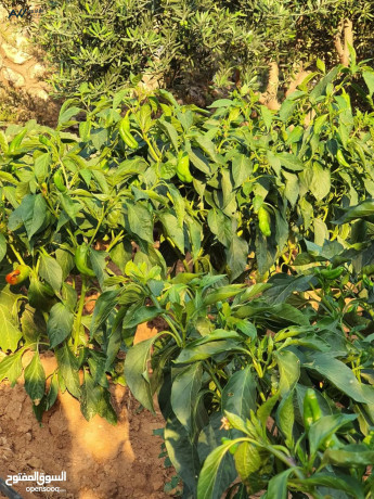 fyla-ryfy-fakhr-omzraa-antagy-batlal-banoramy-khlab-aal-gbal-grsh-oaaglon-frs-thhby-llbahthyn-big-4