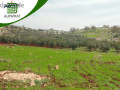 ard-llbyaa-fy-mahs-am-alkhal-msah-alard-5260m-small-0
