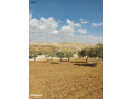ktaah-ard-aal-alsharaa-alryysy-grsh-balkrb-mn-mthlth-alknyh-gmyaa-alkhdmat-mn-almalk-mbashrh-small-3